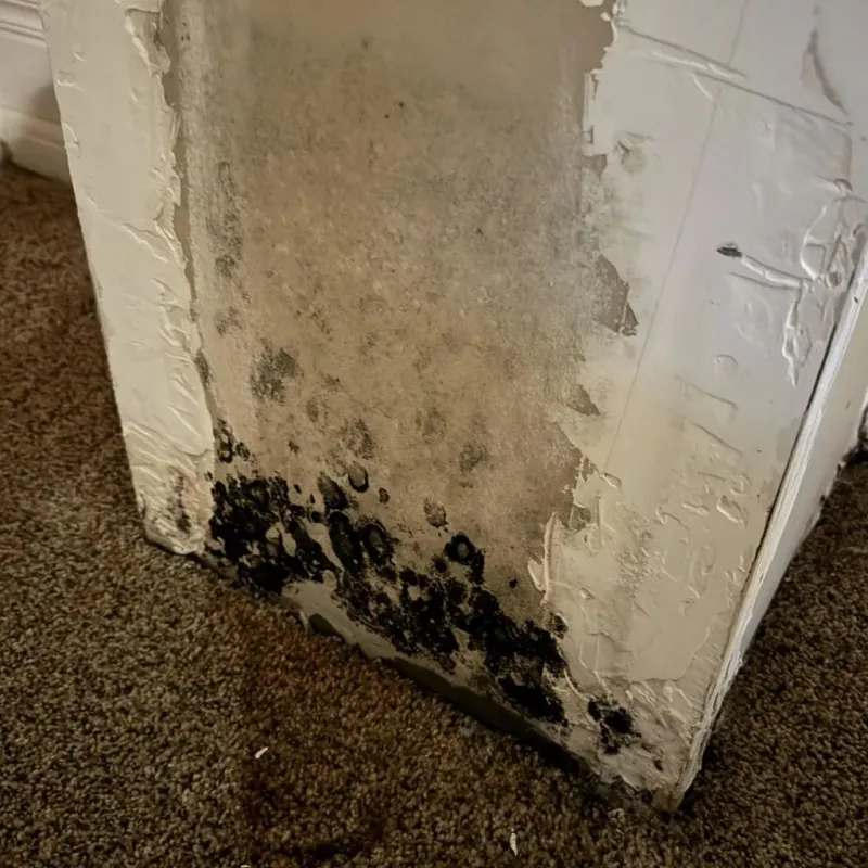 Professional Mold Removal in Corydon, IA
